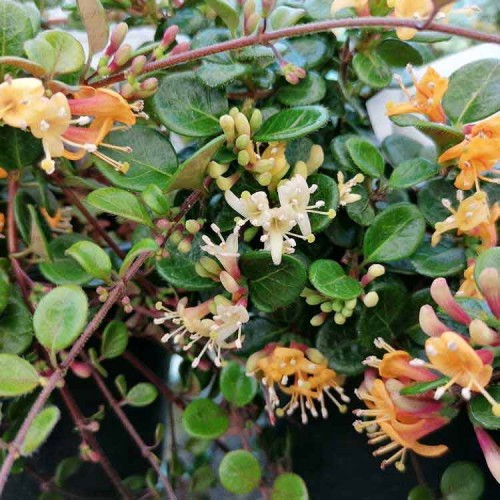 Lonicera crassifolia Little Honey Evergreen Honeysuckle | ScotPlants Direct